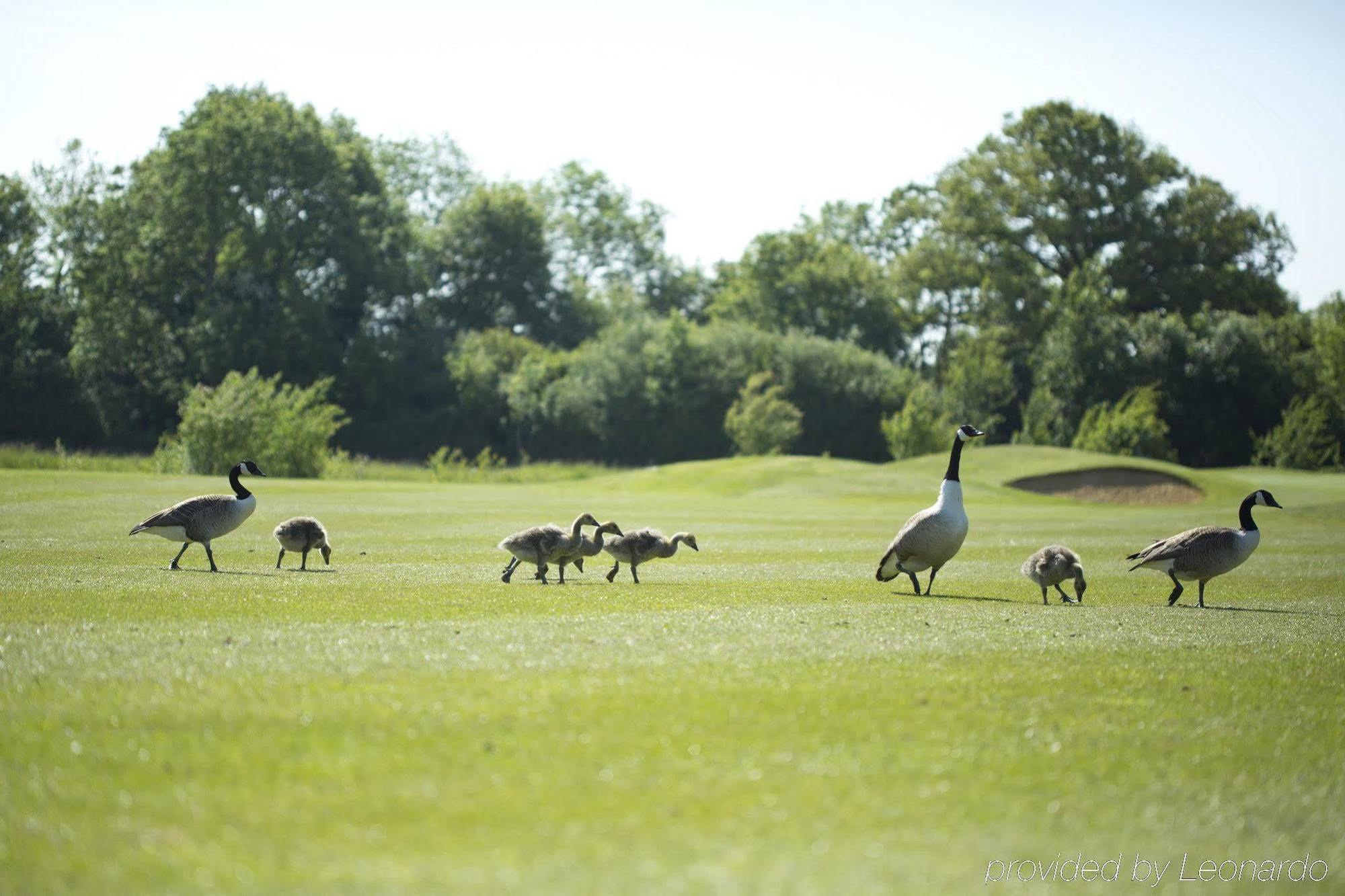 Sandford Springs Hotel And Golf Club Kingsclere Buitenkant foto